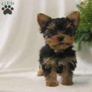 Star, Yorkie Puppy